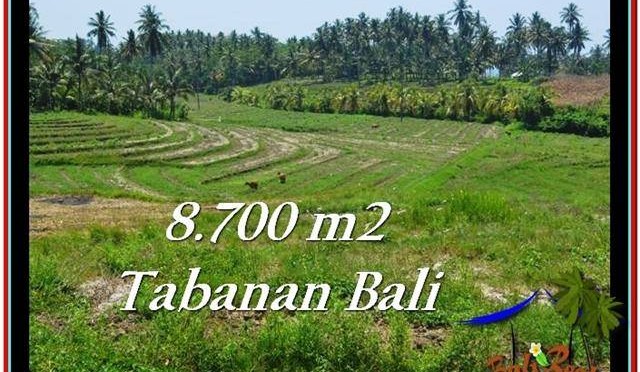 TANAH MURAH di TABANAN BALI 8,700 m2 di Tabanan Selemadeg