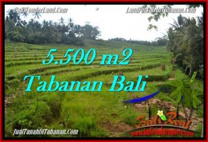 JUAL TANAH MURAH di TABANAN BALI 5,500 m2 di Tabanan Penebel