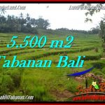 TANAH di TABANAN JUAL MURAH 5,500 m2 View sawah, sungai dan gunung