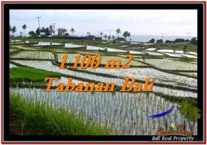 TANAH MURAH JUAL di TABANAN BALI 1,100 m2 View sawah, laut dan gunung
