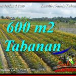 JUAL TANAH MURAH di TABANAN BALI 600 m2 view kebun dan Gunung