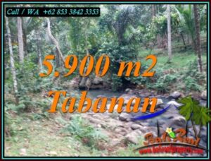 JUAL TANAH MURAH di TABANAN BALI 5,900 m2 di SELEMADEG TABANAN