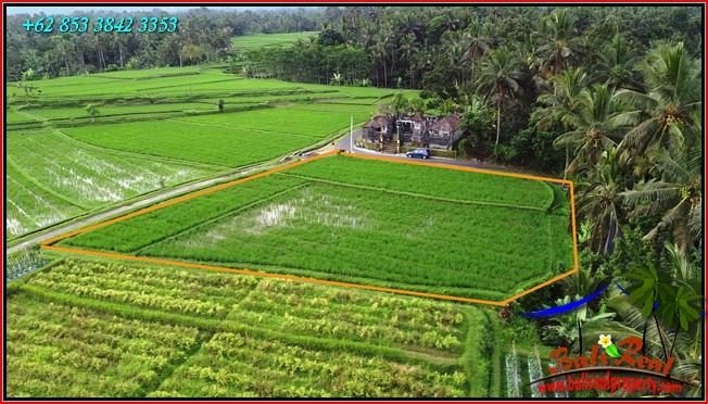 TANAH MURAH di TABANAN BALI DIJUAL 23 Are View Sawah dan Gunung