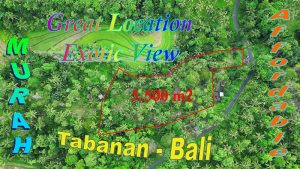 TANAH MURAH DIJUAL di TABANAN BALI 55 Are di Penebel Tabanan